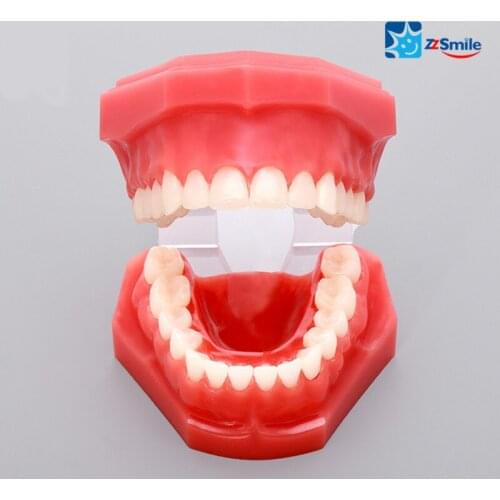 Nature size teeth model with full and half hinge/Dental Teach Study Model M7003