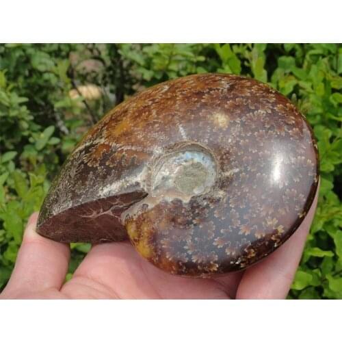 420g collection NATURAL polished Ammonite Fossil Mineral specimens
