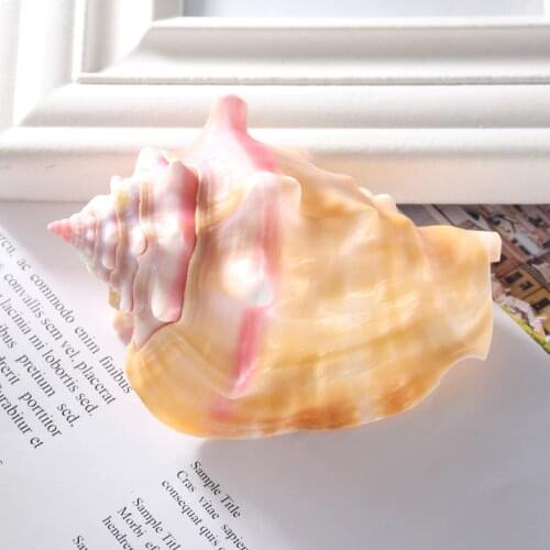 1pc Natural Conch Pink Shell Conch Coral Sea Snail Starfish Home Fish Tank Decoration Accessories 7-8cm / 8-9cm / 9-10cm
