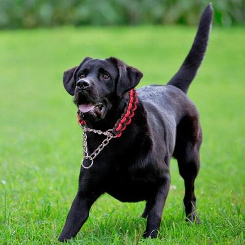 Pet Dog Adjustable Collar P Chain Golden Retriever Collar Medium and Large Dog Dog Supplies Collar Nylon Pet Supplies