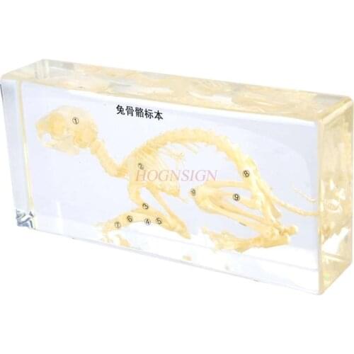 Childrens high school biology teaching rabbit bone specimen animal bone structure resin embedded amber
