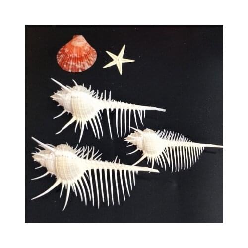 Natural Conch Seashells For Home Decorations,Fish Tank And Shell Collection