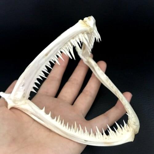 1Pcs Real skull Anglerfish Fish mouth bone skull Animal skull specimen