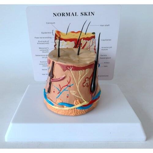 Healthy round skin model human hair growth process demonstration process skin enlarged skin anatomy model