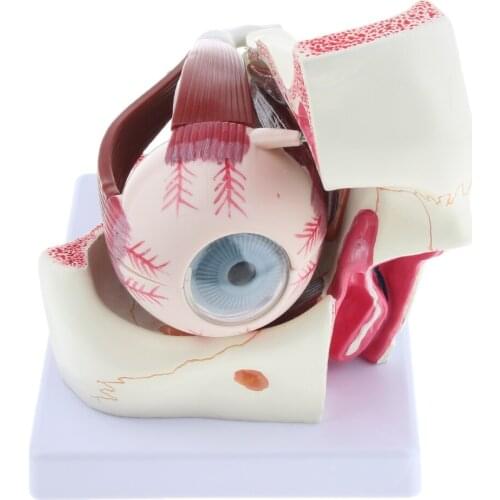 Heavy Duty Magnification 3x Human Eye Anatomical Model W/ Nerve Corneal Iris