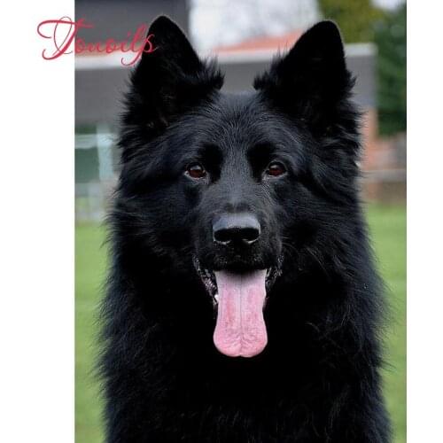 Touoilp Belgian Shepherd 5d diamond embroidery stitch crystal square&round diamond sets decorative 5d diamond painting mountain