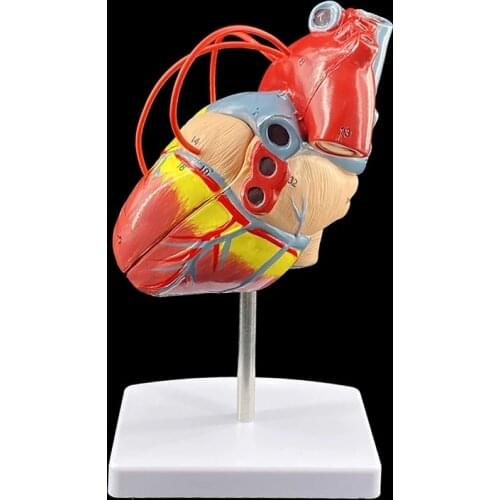 Cardiac Bypass Surgery Heart Anatomy Cardiovascular Human Heart Cardiology Medical Model Specimen