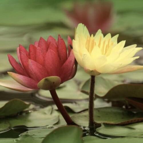 Vickys testing 0003 - t00343