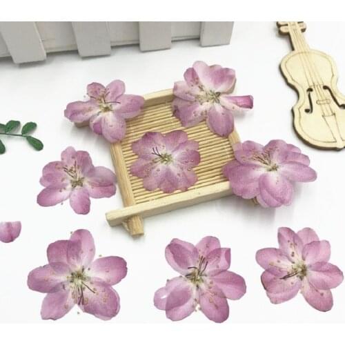 60pcs Pressed Dried Cerasus Cherry Blossoms Flower Plant Herbarium For Jewelry Photo Frame Phone Case Bookmark Making DIY