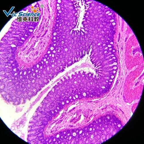 25pcs HISTOLOGY Microscope prepared slides for Medical and Teaching expriments