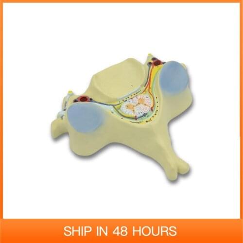 Fifth Cervical Vertebra Model Spinal Cord and Nerve Zoom In 7X Life Size Human Anatomy