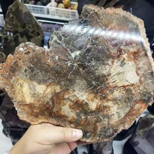 1pc 800g-1550g Natural Large Fossil Slice Polished Crystal slabs Petrified Wood for Freeform Decoration