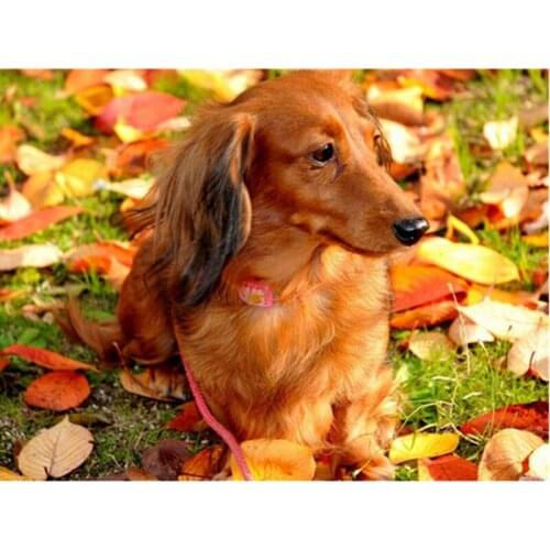 5D DIY Diamond Painting Rhinestone Cross Stitch Puppy Animal Fallen Leaves Diamond Embroidery Full Square Home Decoration