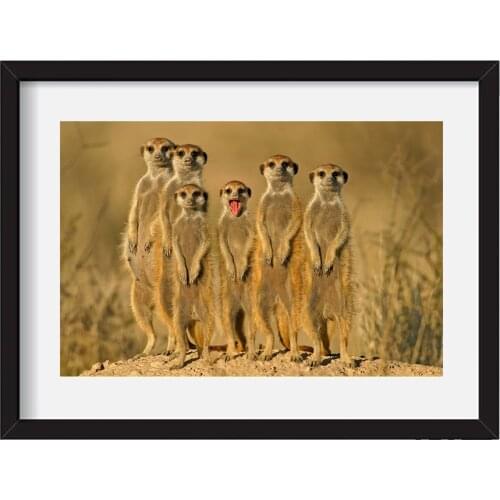Funny Animals Cat Dog Meerkat Family Mongoose Posters and Prints Wall Pictures for Living Room Home Decor Modern Canvas Painting