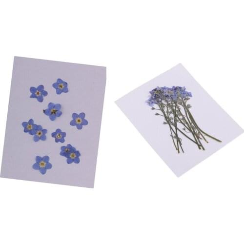 20Pcs Pressed Dried Flowers Forget Me Not DIY Phone Case Art Craft Gift Card