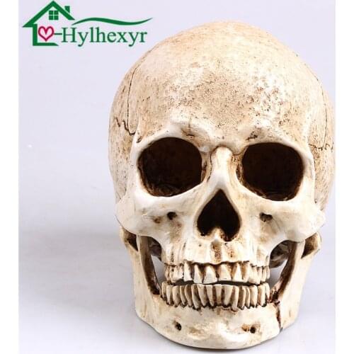 Art Painting Human Head Model Resin Replica In Natural Size 1: 1 Halloween Decoration Medical Home Decorative Crafts Skull