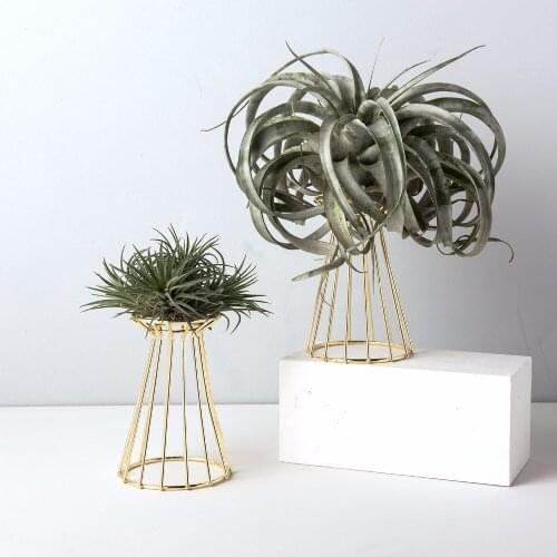 Set of 2 Air Plant Stand