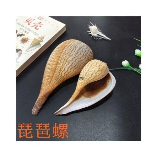 Pipa snail natural conch shell around 7-16CM micro-landscape fish tank landscaping creative home decoration