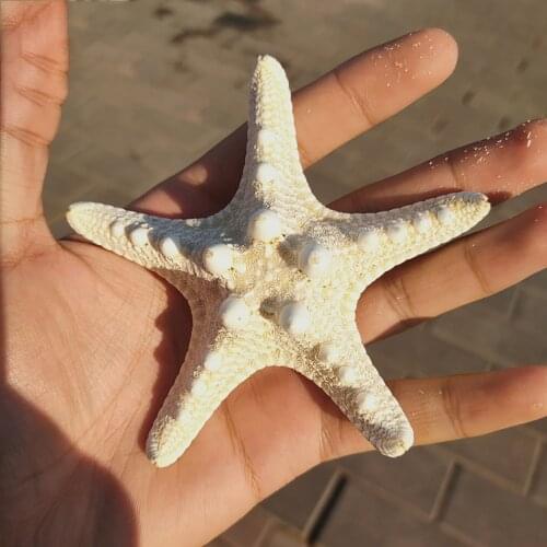 10pcs White Knobby Star Fish Natural Dried Starfish Sea Star Beach Craft Wedding Home Decor Hanging Ornaments Shooting Props