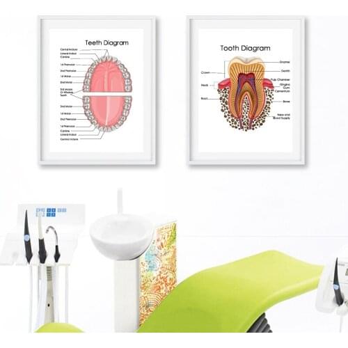 Human Teeth Diagram Prints Dental Clinic Wall Art Medical Education Chart Biology Posters Canvas Painting Doctor Office Decor