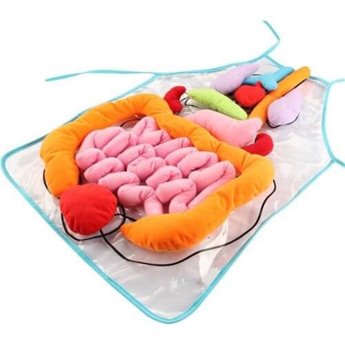 Awareness Educational Insights Toys For Children Anatomy Apron Human Body 3D Organs Awareness Preschool Science Education