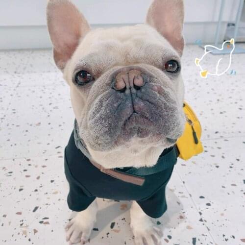 New Summer Pet Dog T-shirt with Crossbody Bag Jersey For Small Medium Large Dogs Weimar Doberman Schnauzer French Bulldog ZJC34