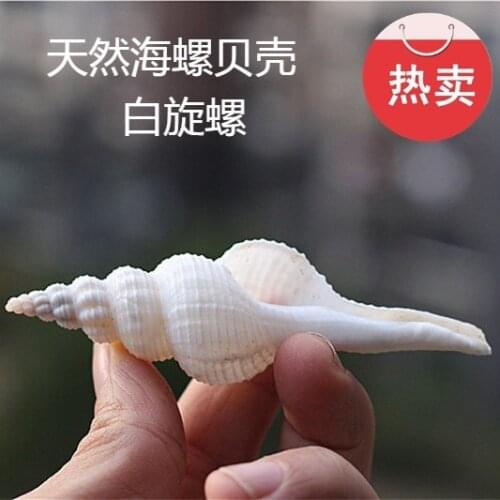Hot Sale Natural Conch and Shell White Long Spiral Snail Fish Tank Aquarium Landscape Photo Prop Decorations Decoration