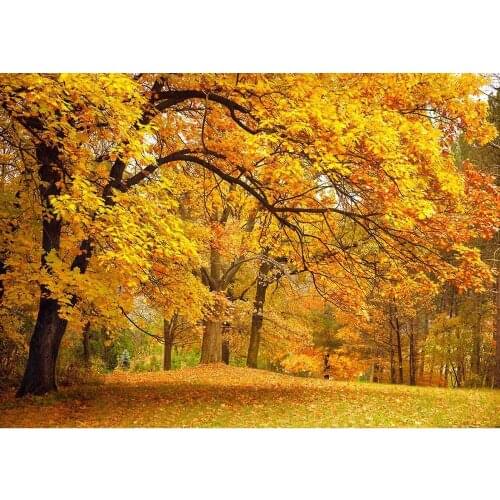 Forest Golden Leaf Quiet Photography Backdrops Vinyl Photography Backgrounds Portrait for Wedding Baby Photo Studio Photobooth