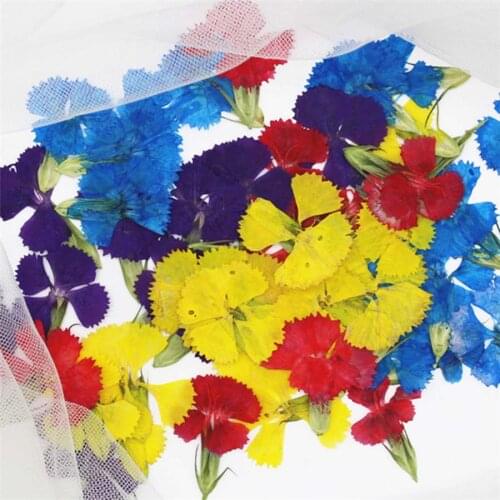 120pcs Pressed Dried Dianthus Caryophyllus Flowers Plant Herbarium For Jewelry Phone Case Photo Frame Bookmark Postcard Making