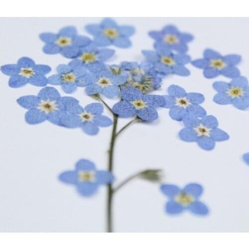 100pcs/0.5-1cm,Pressed mini forget-me-not flowers petals,Nature Real dried Flower DIY nial art Craft Photo Bookmark Gift Cards
