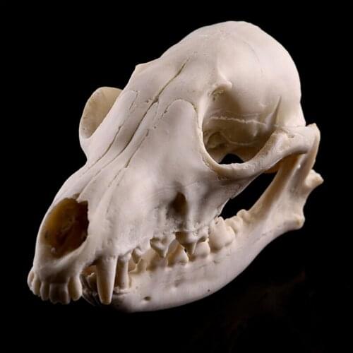 Skull Model,Realistic Bones Skull Head Resin Skeleton Specimen Model Halloween Props Decor
