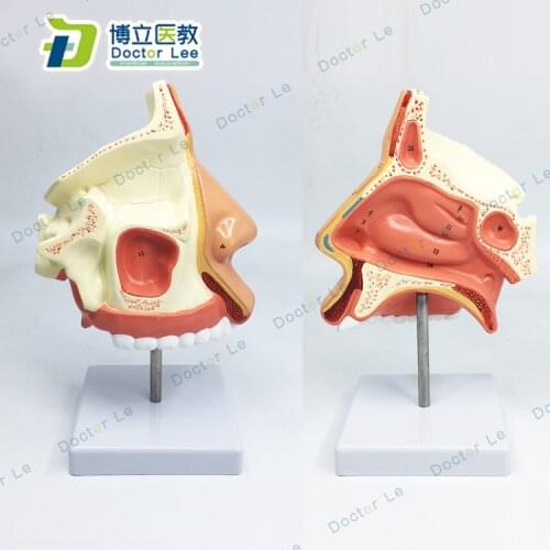 1:1 Life Sized Marked Human Nasal Cavity Anatomical Model ENT Model Accessory Frontal Sinus Sphenoid Sinus Maxillary