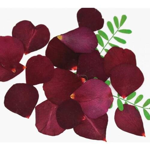 120pcs Pressed Dried Dark Red Rose Petals Flower Plant Herbarium For Jewelry Bookmark Postcard Phone Case DIY Making Accessories