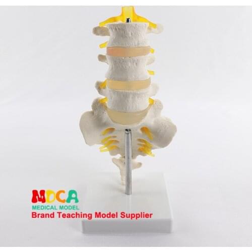Three lumbar vertebra sacral model spine 1:1 natural medicine teaching MYZ007