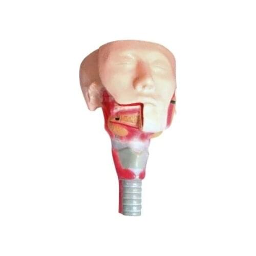 Anatomical model of salivary gland and pharyngeal muscle Human anatomical model Teaching demo equipment 16.5*14*24.5cm