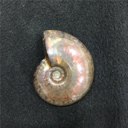 1pcs amazing natural stones and minerals colorful Conch fossil stone as collection for home decoration fengshui