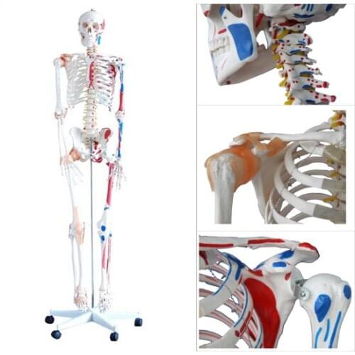 Life Szie 180cm Medical PVC Human Plastic Skeleton with Muscles and Ligaments 180cm Tall