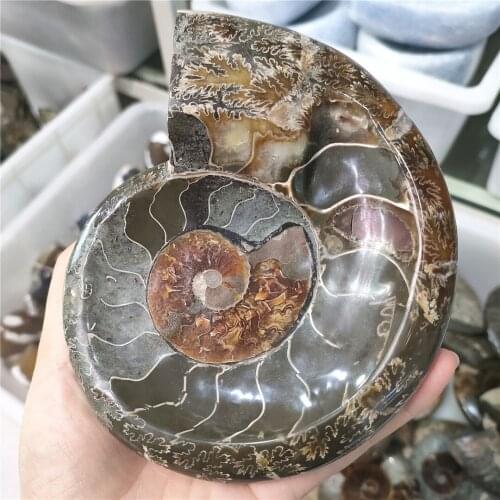 600-800g Crystal ashtray Natural Conch fossil Ashtray bowl Ammonite quartz Gemstone tobacco jar Healing decoration