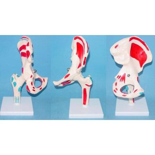1:1 Life Size Human Hip Joint Skeleton Model Color Hip Bone Model Adult Hip Anatomy Model Natural Size Medical Teaching Supply