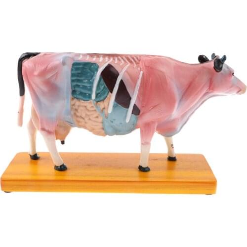 Veterinarians Cattle Cow Bovine Acupuncture Model In Trauma Anatomy Skeleton Dental Anatomical Shadow Medical Training Manikins