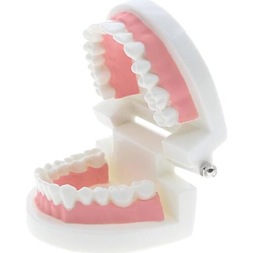 Kids Early education toys Brushing training Oral cavity Teeth Dental model Enlightenment education toy