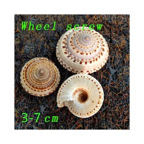 Natural Conch Seashells Large Conch Fish Tank Landscaping Flower Consumables Window Tower Snail Wheel Shell