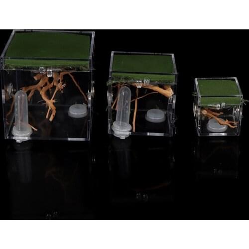 Black Widow Spider Small Insect Terrarium Transparent Reptile Breeding Box