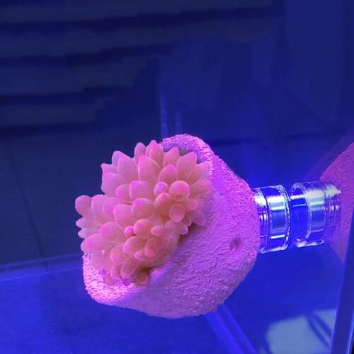 Pacifier Cup, Anemone Nest, Coral Tank Running Artifact