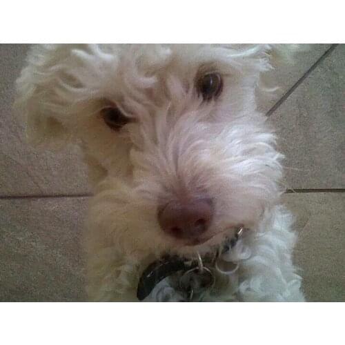 Diamond painting Cross stitch 3D Diamond Mosaic Full square Diamond embroidery White curly The dog 50*40cm Diy Diamond Drawing