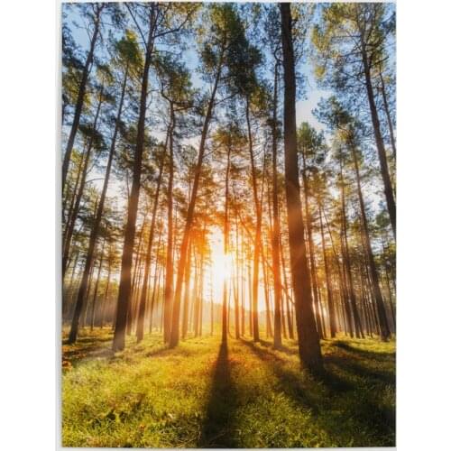 HD Printed Wall Art Sunshine Forest Canvas Painting Modular Beautiful Summer Landscape Pictures Home Decor Living Room Poster