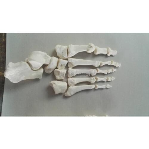 Free shipping&Scattered Foot bone model,Educational toys,teaching for school and hospital