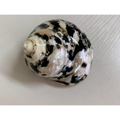 2pcs Natural Scenic Conch Landscape Painting Stripes Snail Seashells Specimens Wedding Coastal Home Decor Aquarium Decoration