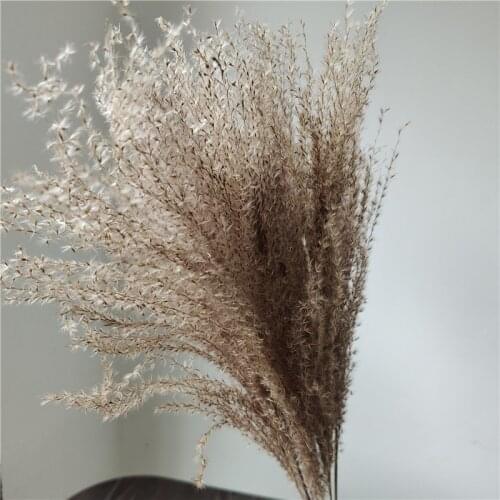 45cm/15pcs,Natural Bulrush Grass Dried Flowers Branch,Eternell Buddha dust Pampas Reed Wedding Party Home Decoration accessories