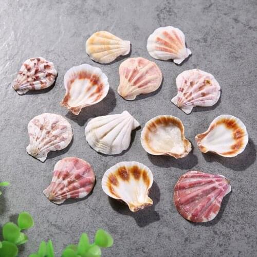 Mediterranean Style Beautiful Beach SeaShells Mix Sea Natural Shells Shell Crafts for Aquarium Fish Tank Decor 4-5cm